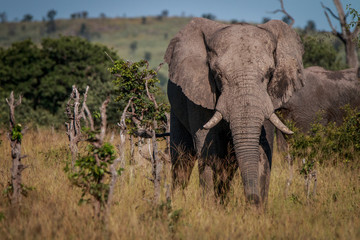 Fototapeta premium An Elephant starring at the camera.