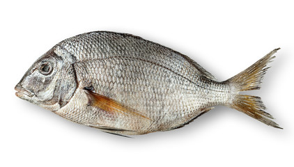 Single raw fresh dorado