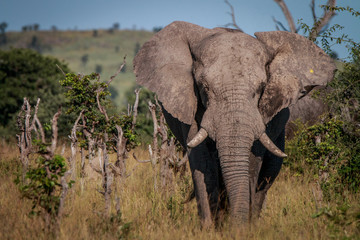 An Elephant starring at the camera.