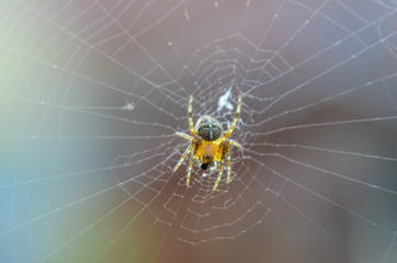 Young diadem spider on web. Araneus diadematus, Araneidae. Cute transparent predator on its cobweb with color background. Small depth of sharpness.