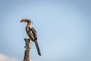 A Southern yellow-billed hornbill resting. © simoneemanphoto