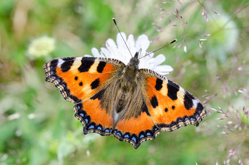 Fototapeta na wymiar Butterfly on a white flower. Small tortoiseshell - Aglais urticae. Close-up of colorful winged insect on the bloom with blurred green background.