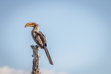 A Southern yellow-billed hornbill resting. © simoneemanphoto