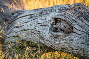 A Dwarf mongoose hiding in the tree.