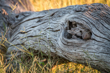 A Dwarf mongoose hiding in the tree.