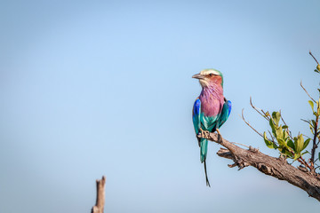 A Lilac-breasted roller resting on a branch.