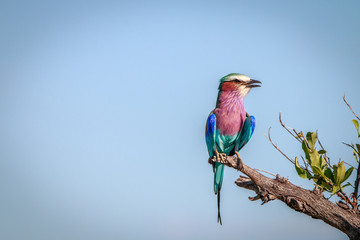 A Lilac-breasted roller resting on a branch.