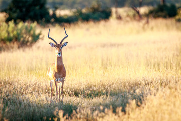 An Impala starring at the camera.