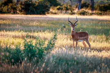 An Impala starring at the camera.
