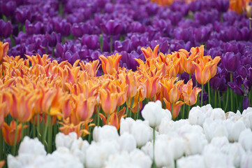 White orange and violet tulips