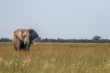 An Elephant walking in the grass.