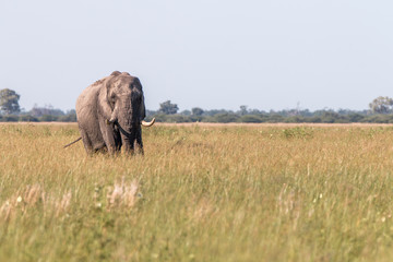 An Elephant walking in the grass.