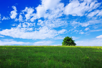 Tree on a green meadow