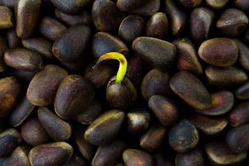 Breakthrough, individuality. Close up of single green sprout of Cedar Pine nuts