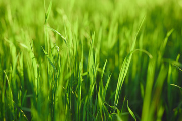 Obraz premium Zielona trawa, rosa na trawie, promienie słoneczne padają na trawę