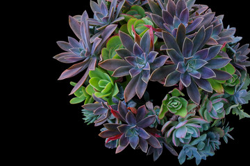 Top view of multiple types succulent plants on black background.