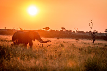 An Elephant walking during the sunset.
