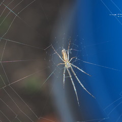The spider sits on the web. You can see the abdomen and legs of a spider.