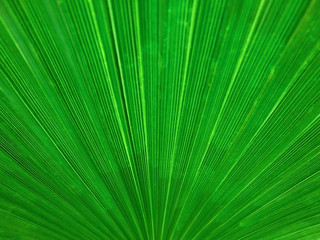Obraz premium Organic background, palm leaf linear texture