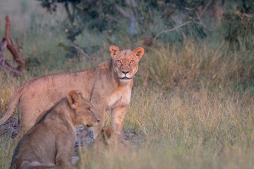 Fototapeta na wymiar A female Lion looking at the camera.