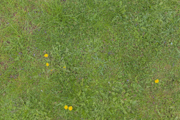 Spring green grass texture