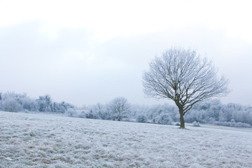 Fototapeta na wymiar Frosty tree on Epsom Downs, Surrey