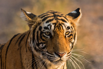 Fototapeta na wymiar T84/Lighting tigress, Ranthambore National Park