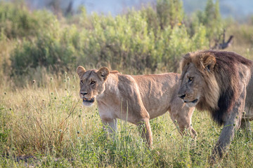 A mating couple of Lions walking in the grass.
