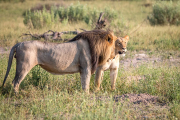 A mating couple of Lions walking in the grass.
