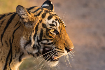 T84/Lighting tigress, Ranthambore National Park
