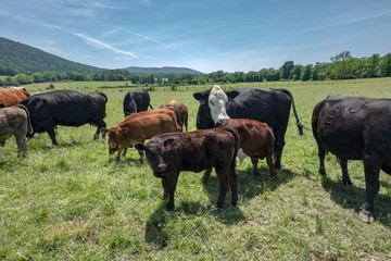 Cows in the Field