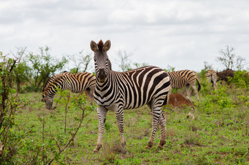 Fototapeta na wymiar Zebra Herd