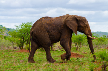 Fototapeta na wymiar Elephant Walking