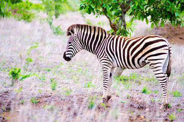 Fototapeta na wymiar Zebra in it's Natural Habitat