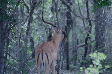Male Impala With Broken Horn