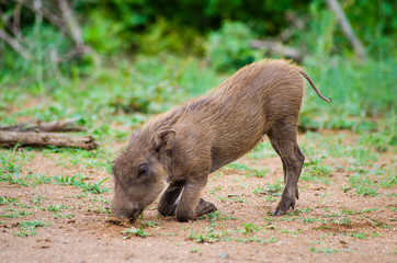 Common Baby Warthog Feeding