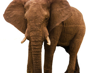 Fototapeta na wymiar Elephant on White