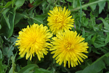 Taraxacum flower in the grass