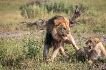 Two Lions busy mating in the grass.