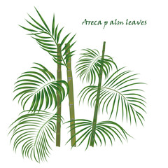 Fototapeta na wymiar Branch tropical palm areca leaves. realistic drawing in flat color style. isolated on white background.