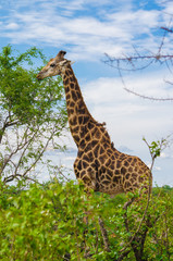 Vertical Shot of Giraffe