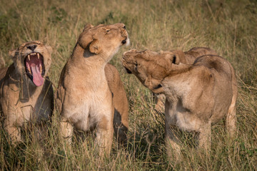 Obraz premium Three Lions playing in the grass.
