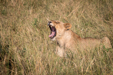 A female Lion yawning in the grass.