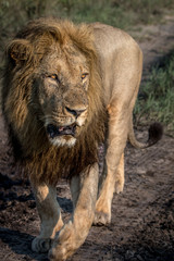 A male Lion walking towards the camera.