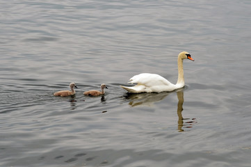 Swan with her babies