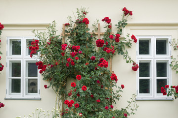Fototapeta na wymiar beautiful roses on the building, decoration of roses