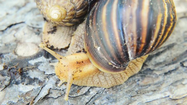 Giant African land snail crawling over the bark