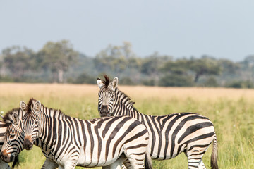 Fototapeta na wymiar Three Zebras walking in the grass.