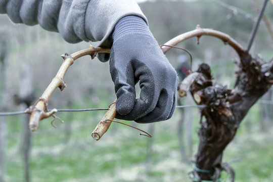 Working in the winegarden. Pruning branches.