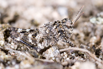 Blauflügelige Ödlandschrecke (Oedipoda caerulescens) in perfekter Tarnung zur Umgebung